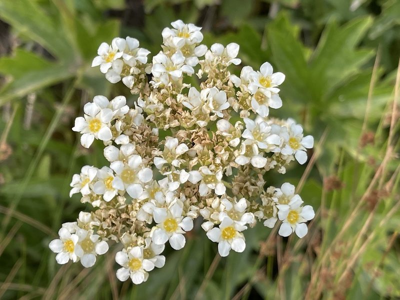 Boykinia major, photographed by rappman