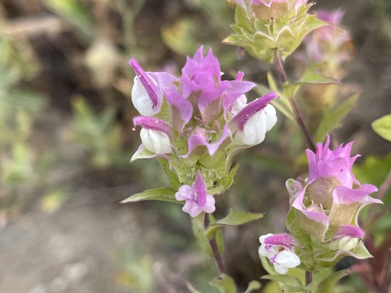 Orthocarpus cuspidatus, photographed by rappman