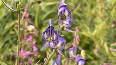 Aconitum columbianum, photographed by rappman