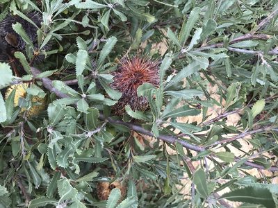 Banksia ornata, photographed by Miguel de Salas