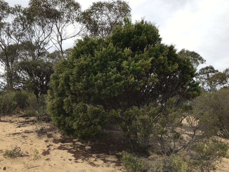 Callitris verrucosa, photographed by Miguel de Salas
