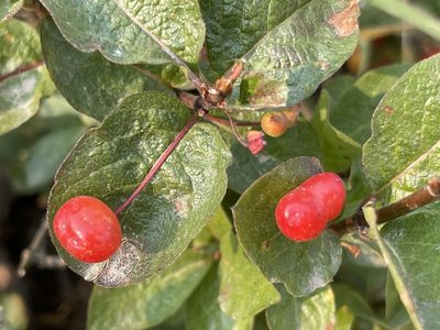 Lonicera conjugialis
