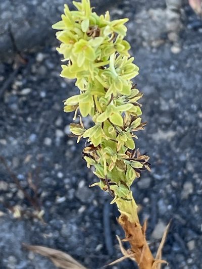 Platanthera michaelii, photographed by Irene