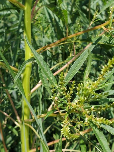 Amaranthus cannabinus, photographed by Tom Field