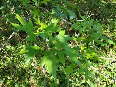Quercus palustris, photographed by Tom Field