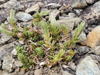 Cerastium velutinum, photographed by Tom Field