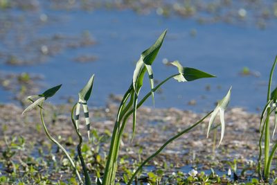 Sagittaria longiloba, photographed by Jonathan Eisen