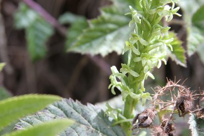 Platanthera elongata, photographed by Nicholas Wei