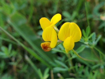 Lotus tenuis, photographed by Tom Field
