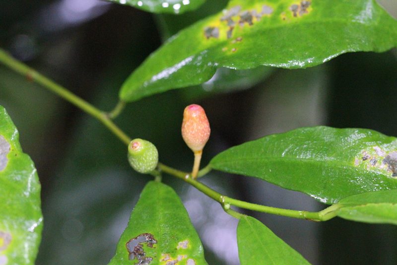 Ficus formosana, photographed by Agnes Trekker
