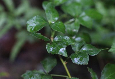 Eleutherococcus trifoliatus, photographed by Agnes Trekker