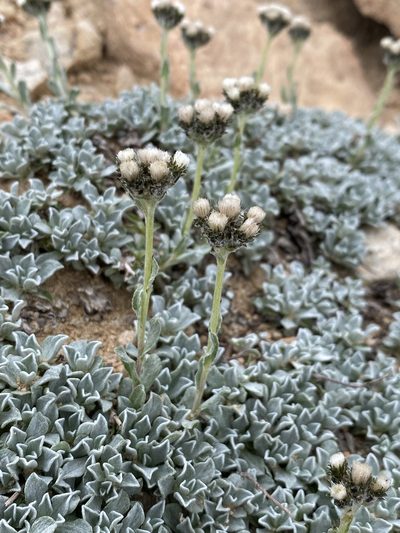 Antennaria media, photographed by Matt Berger