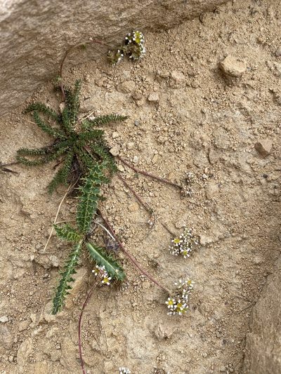 Potentilla utahensis, photographed by Matt Berger
