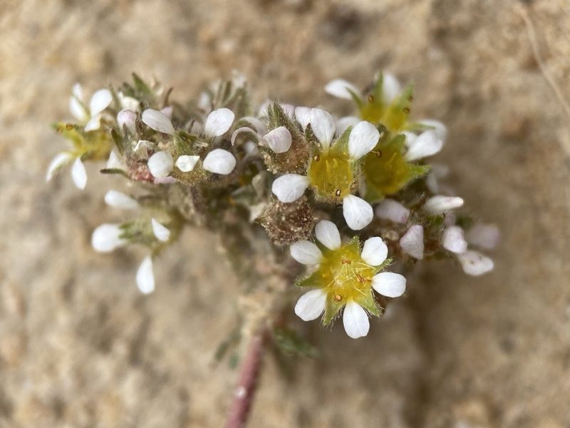 Potentilla utahensis, photographed by Matt Berger