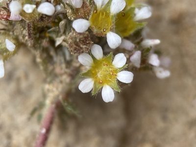 Potentilla utahensis, photographed by Matt Berger