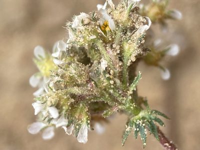 Potentilla utahensis, photographed by Matt Berger