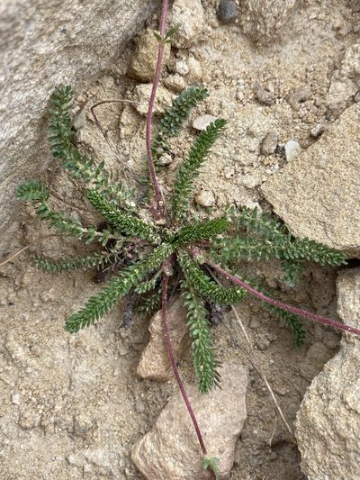 Potentilla utahensis, photographed by Matt Berger