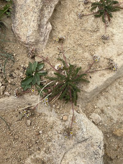 Potentilla utahensis, photographed by Matt Berger