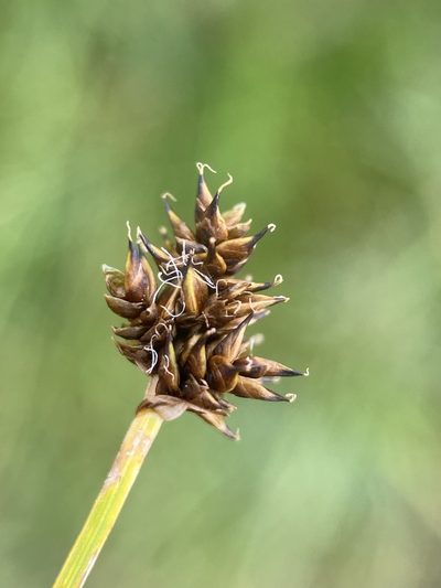 Carex illota, photographed by Matt Berger
