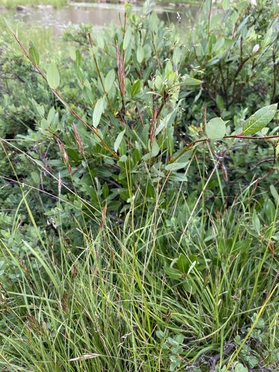 Danthonia intermedia, photographed by Matt Berger