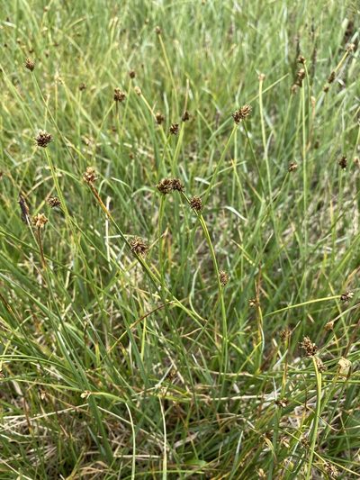 Carex illota, photographed by Matt Berger