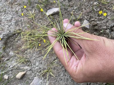 Isoetes howellii, photographed by Matt Berger