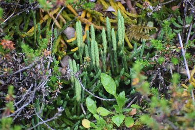 Diphasiastrum alpinum, photographed by Syd Cannings