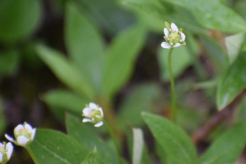 Parnassia kotzebuei, photographed by Syd Cannings