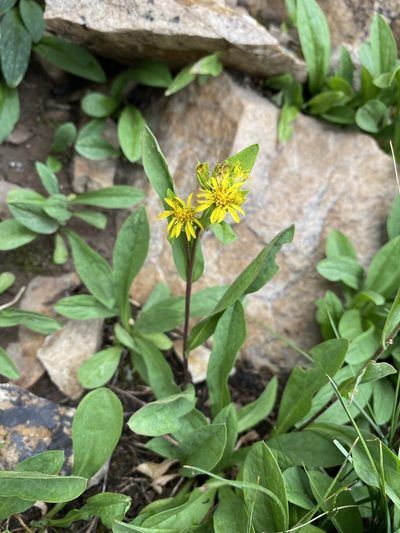 Oreochrysum parryi, photographed by Matt Berger