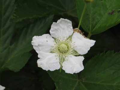 Rubus trifidus, photographed by Marco Mussita