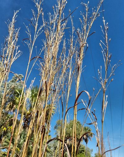 Andropogon gayanus, photographed by Ben Lewis