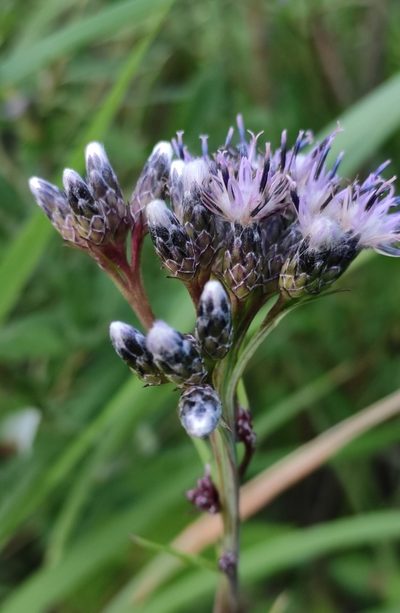 Saussurea purpurata, photographed by Юлия