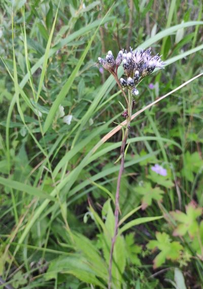 Saussurea purpurata, photographed by Юлия