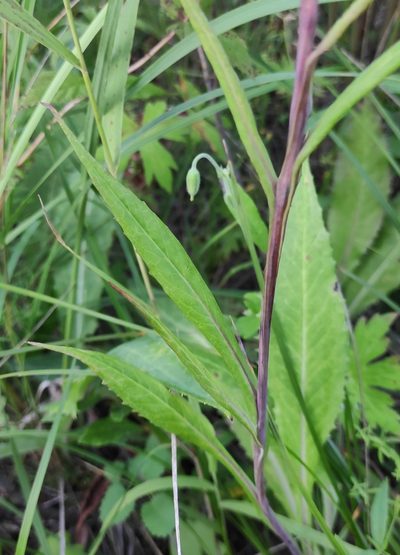 Saussurea purpurata, photographed by Юлия