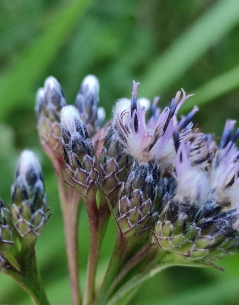 Saussurea purpurata, photographed by Юлия