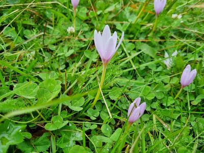 Colchicum alpinum, photographed by Beatrice Billi
