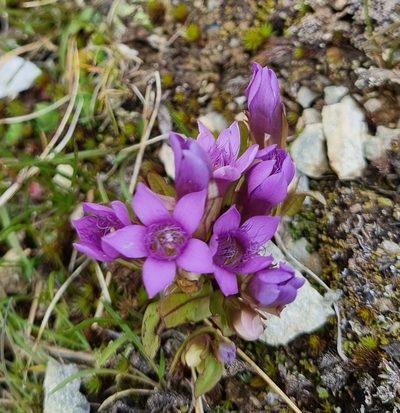 Gentianella ramosa, photographed by Beatrice Billi