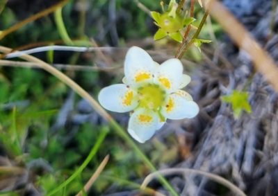 Saxifraga aspera, photographed by Beatrice Billi