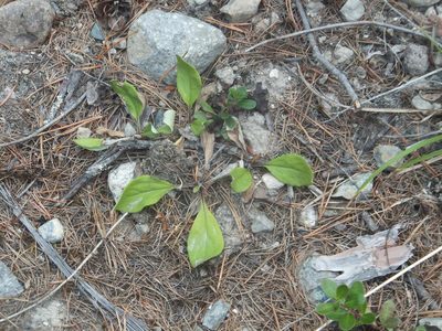 Antennaria racemosa, photographed by dougbrown