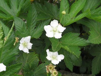 Rubus trifidus, photographed by Marco Mussita