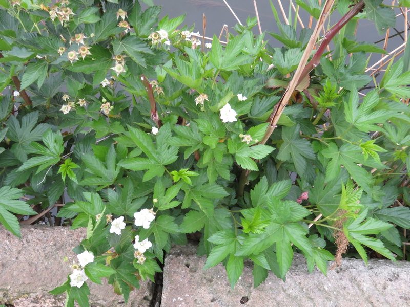 Rubus trifidus, photographed by Marco Mussita