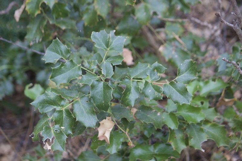 Berberis piperiana, photographed by Diego Blanco