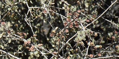 Ceanothus megacarpus, photographed by Zac Peterson