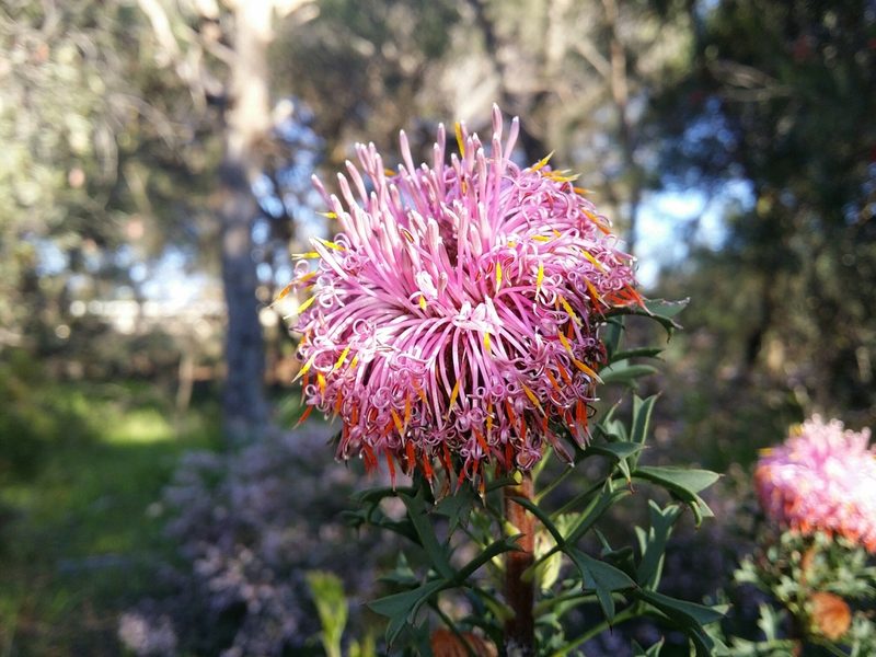 Isopogon dubius, photographed by Helium Luo