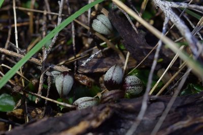 Corybas cheesemanii, photographed by Christopher Stephens