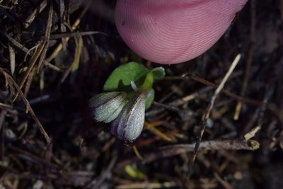 Corybas cheesemanii, photographed by Christopher Stephens