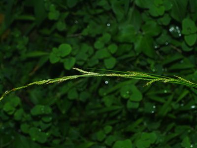 Carex brunnea, photographed by Jacy Chen