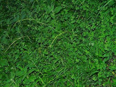 Carex brunnea, photographed by Jacy Chen