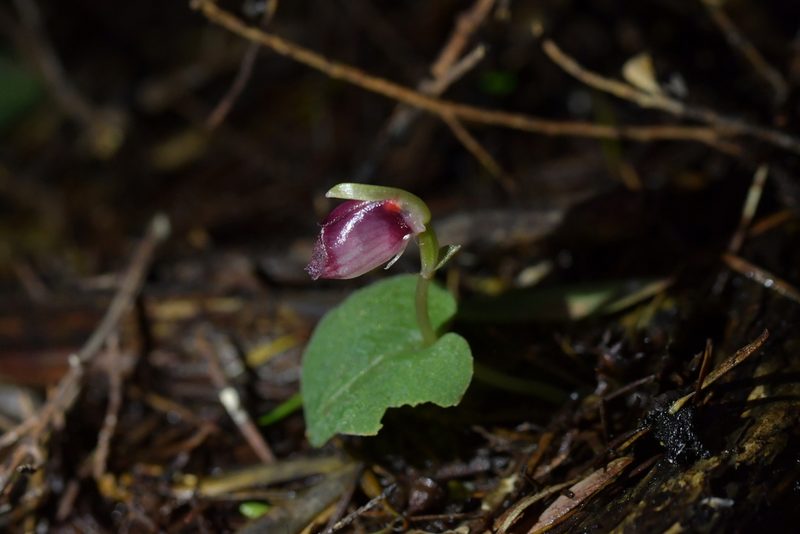 Corybas rotundifolius, photographed by Christopher Stephens