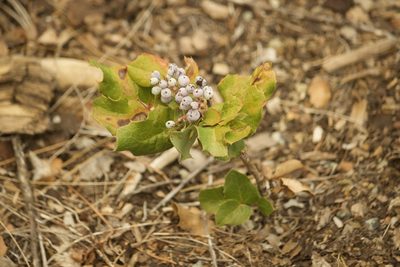 Berberis piperiana, photographed by Diego Blanco